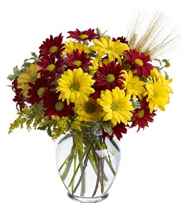 Fall For Daisies TFWEB446 Bouquet in Fort Worth, TX | DARLA'S FLORIST