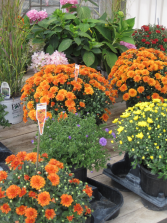 Plant - Fall Garden Mums Outdoor Plants
