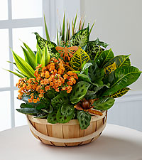 Garden Plant Basket Assorted Plants in a basket with a blooming Kalanchoe