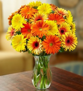 Fall Gerbera Daisies Arrangement