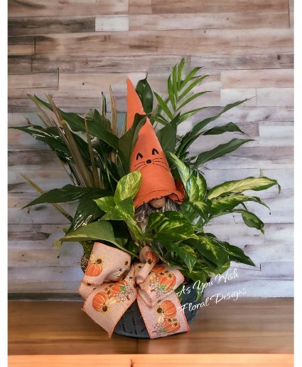 Fall Gnome plant Plant