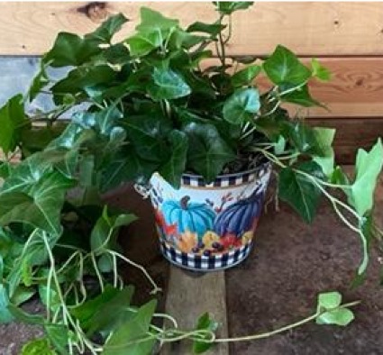 fall into ivy plant