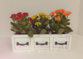 Kalanchoe Collection 