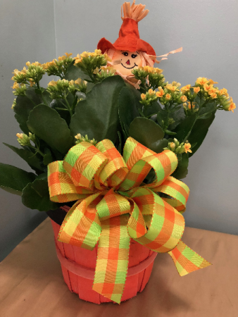 Fall Kalanchoe Basket Plant