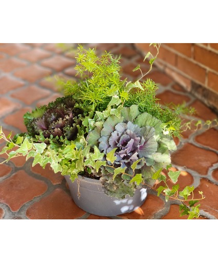 Fall Kale & Ivy Garden 