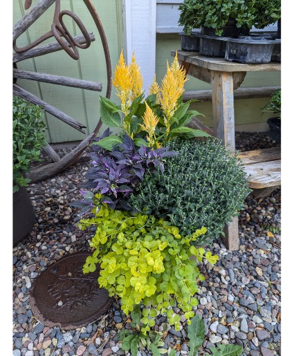 Fall mixed Patio pot out door planter