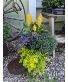 Fall mixed Patio pot out door planter
