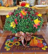 Fall Mum