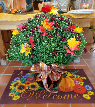 Fall Mum
