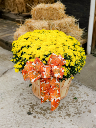 Fall Mum   in Warsaw, IN | ANDERSON FLORIST & GREENHOUSE
