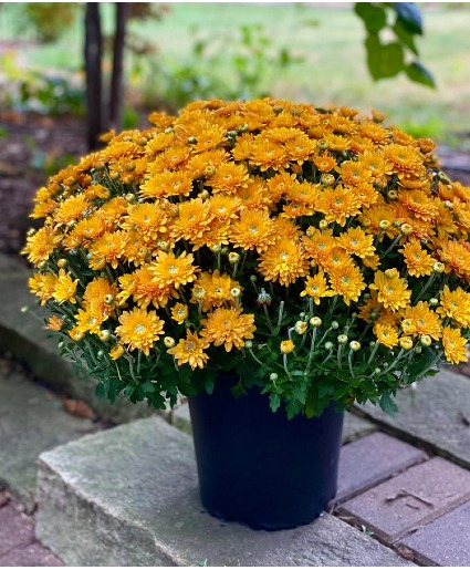 Fall Mum 