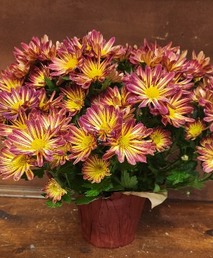 Fall Mum