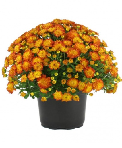 Fall Mum Assorted Colors Potted Seasonal Plant