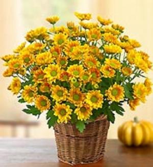Fall Mum in a Basket Perennial Mum to be planted before Oct. in Bowerston, OH | LADY OF THE LAKE FLORAL & GIFTS Fall Mum in a Basket Perennial Mum to be planted before Oct. in Bowerston, OH | LADY OF THE LAKE FLORAL & GIFTS