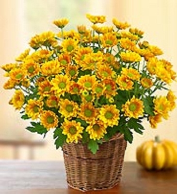 Fall Mum in a Basket Perennial Mum to be planted before Oct.