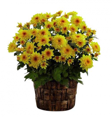 Fall Mum in a basket Plant