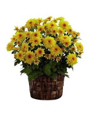 Fall mum in a basket plant