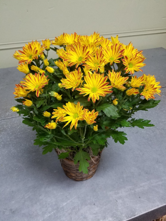 Fall Mum Plant 6