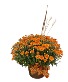 Fall Mum Medium  Plant