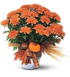 Fall Mum Plant Fall Plant