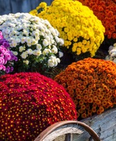 Fall Mum Pot Best Available