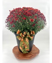 Fall Mum Potted, 14 inch