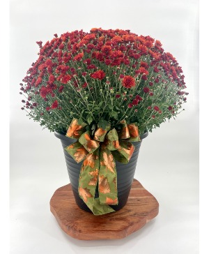 Fall Mum Potted, 14 inch