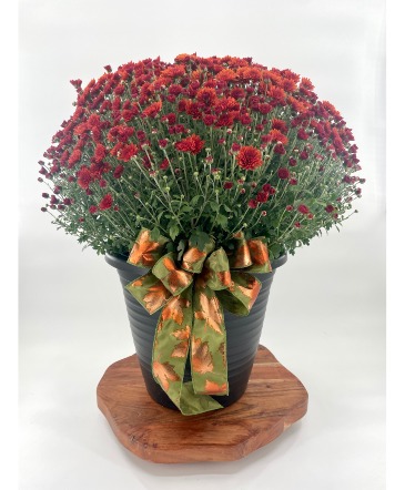 Fall Mum Potted, 14 inch in Zanesville, OH | FLORAFINO'S FLOWERS & GIFTS