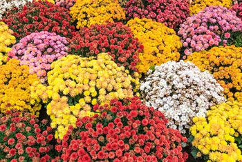 Fall Mums