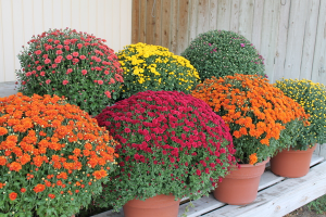 Fall Mums in Howell, MI | COUNTRY LANE FLOWERS Fall Mums in Howell, MI | COUNTRY LANE FLOWERS