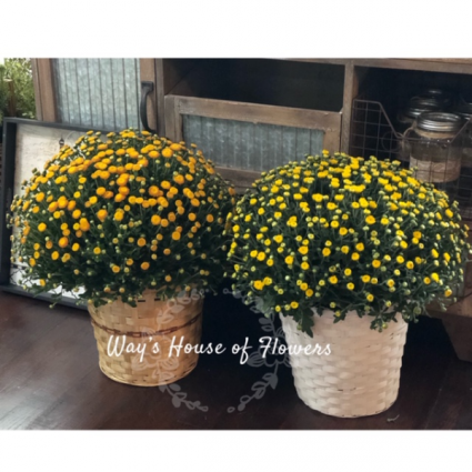 Fall Mums Plants