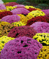 Fall Mums Outdoor Plant