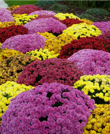Fall Mums Outdoor Plant in Sparta, NC | SPARTA FLORIST