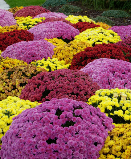 Fall Mums Outdoor Plant