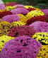 Fall Mums Outdoor Plant