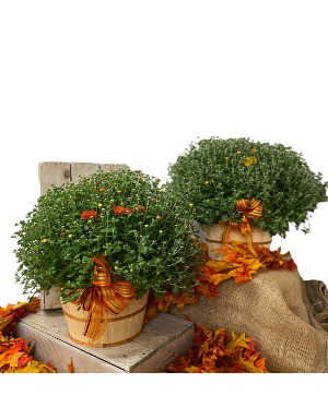 FALL MUMS SEASONAL FALL