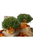 FALL MUMS SEASONAL FALL