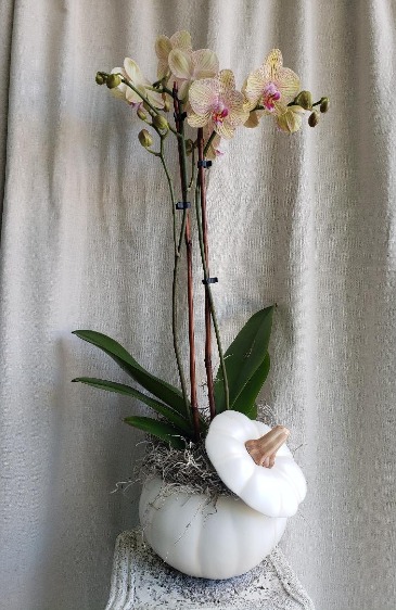 Fall Orchids PLANT in Hampstead, NC | Surf City Florist