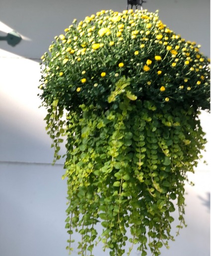 Fall Outdoor Blooming Hanging Basket 