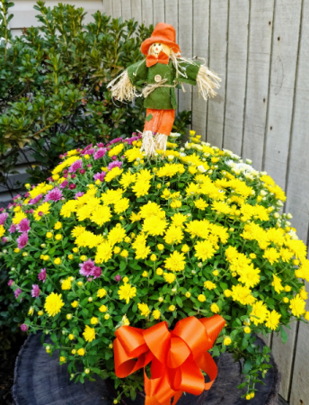 Fall Patio Mum Blooming Plant in Southampton, PA | Cherry Lane Flower Shop