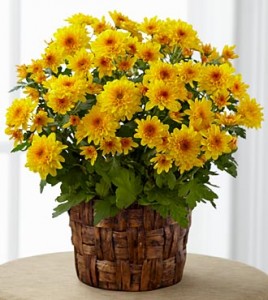 Fall plant 2