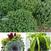 Fall Plants 