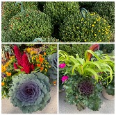 Fall Plants 