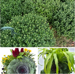 Fall Plants 