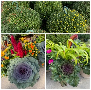 Fall Plants 