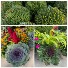 Fall Plants 