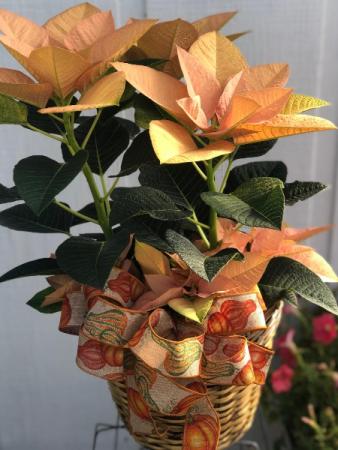 Gold Poinsettia Plant Many colors available