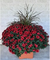 Fall Potted Mum with Grass 
