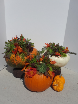 Fall Pumpcullents in Salt Lake City, UT | GALLERIA FLORAL & DESIGN Fall Pumpcullents in Salt Lake City, UT | GALLERIA FLORAL & DESIGN