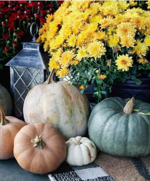Fall Pumpkins 